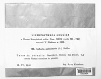 Lobaria pulmonaria image